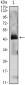 PTH Antibody